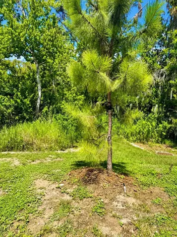 6047 Acara Lane Land O Lakes FL 34638