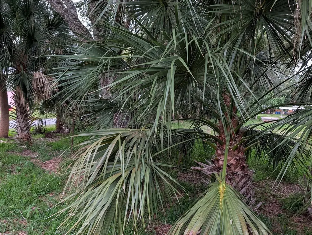 Weeki Wachee FL 34607