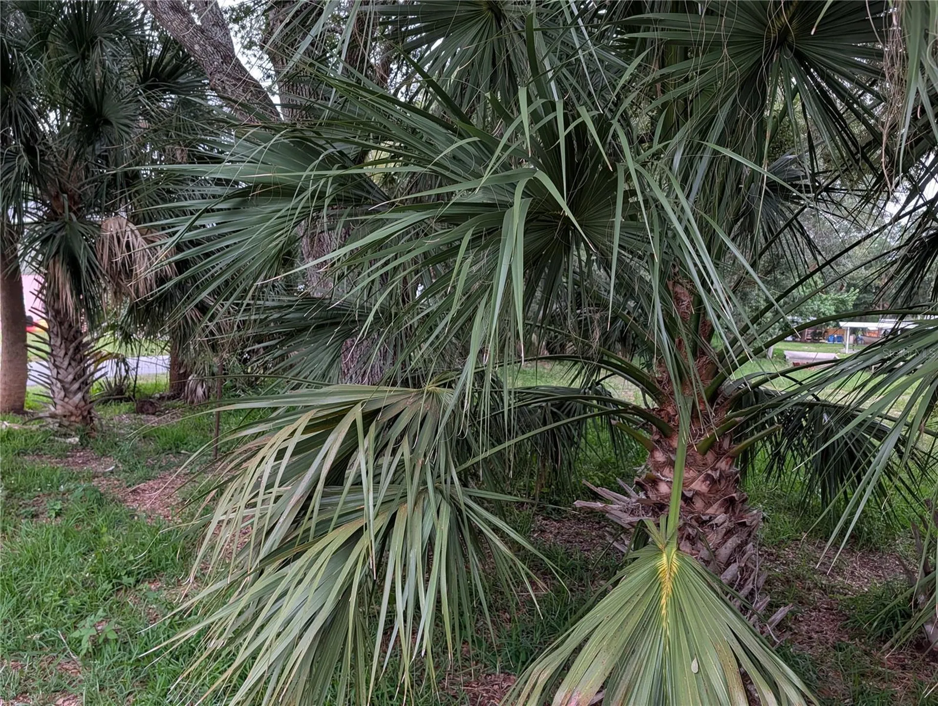 Weeki Wachee FL 34607