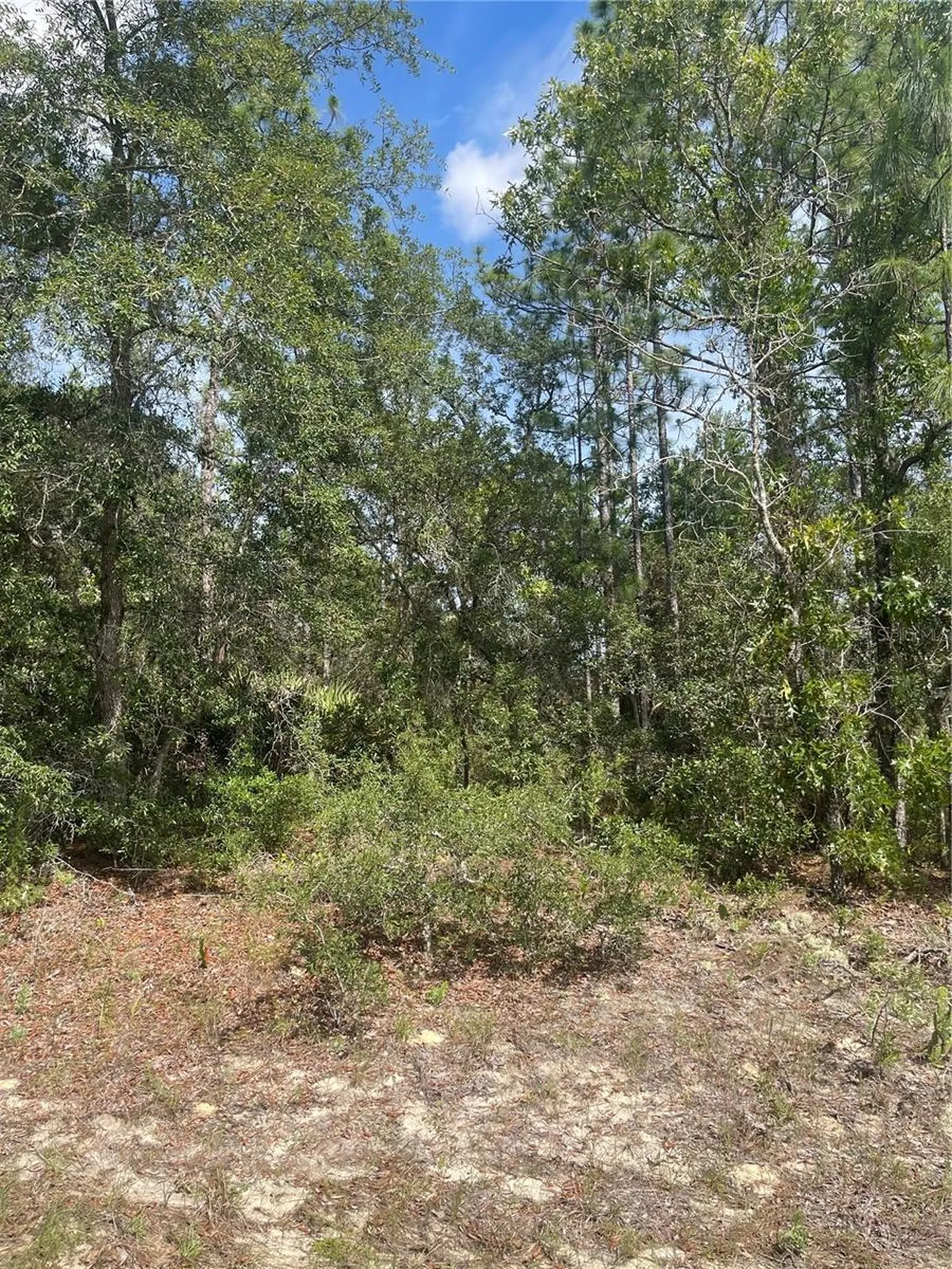5569 N Twinkle Point Beverly Hills FL 34465