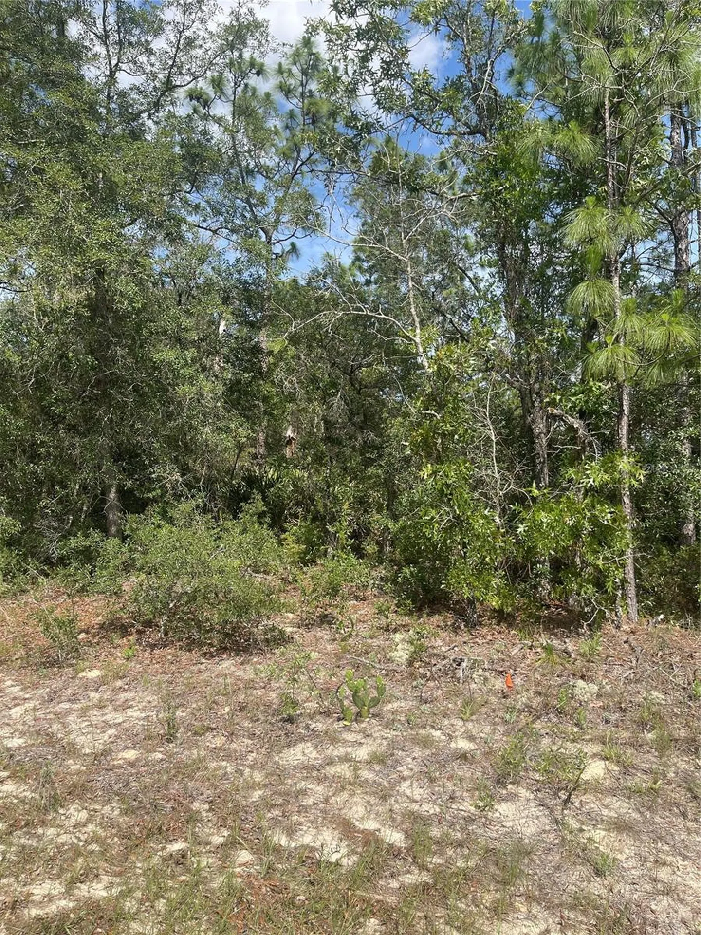 5569 N Twinkle Point Beverly Hills FL 34465