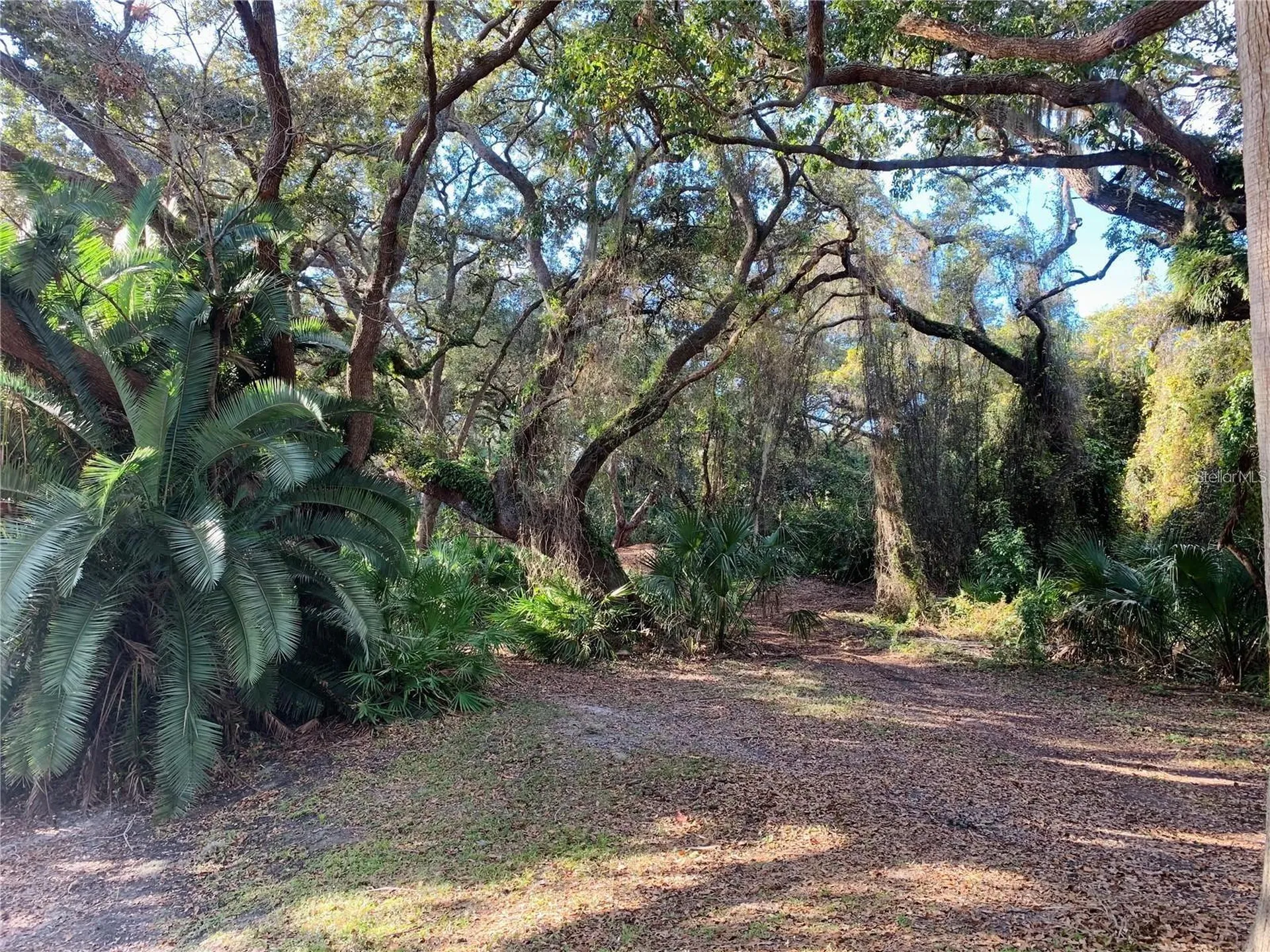 2602 7th Court Palm Harbor FL 34684