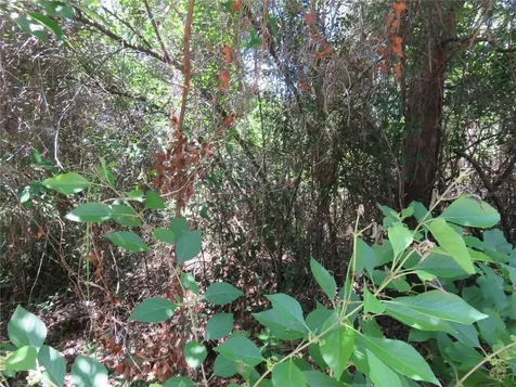 00 SE 142 Place Summerfield FL 34491