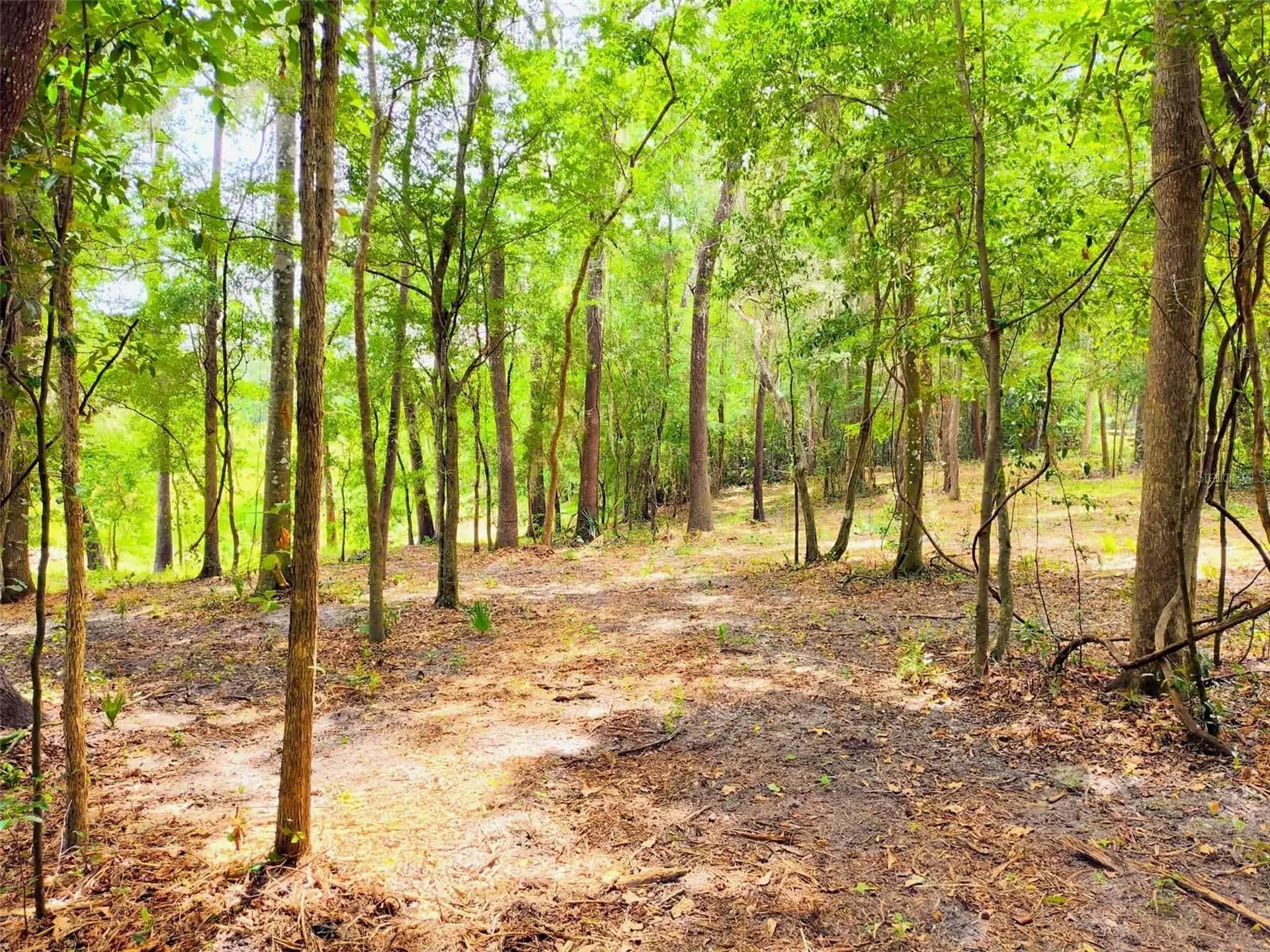 Fitzhugh Avenue Brooksville FL 34601
