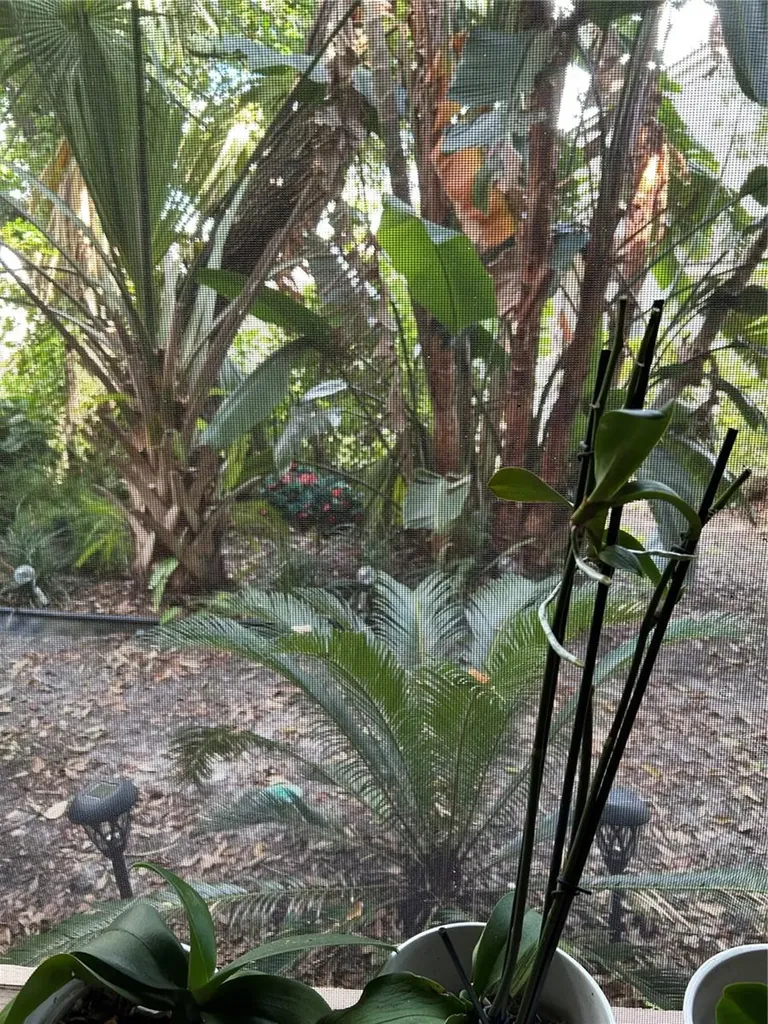1505 Lennox Road E Palm Harbor FL 34683