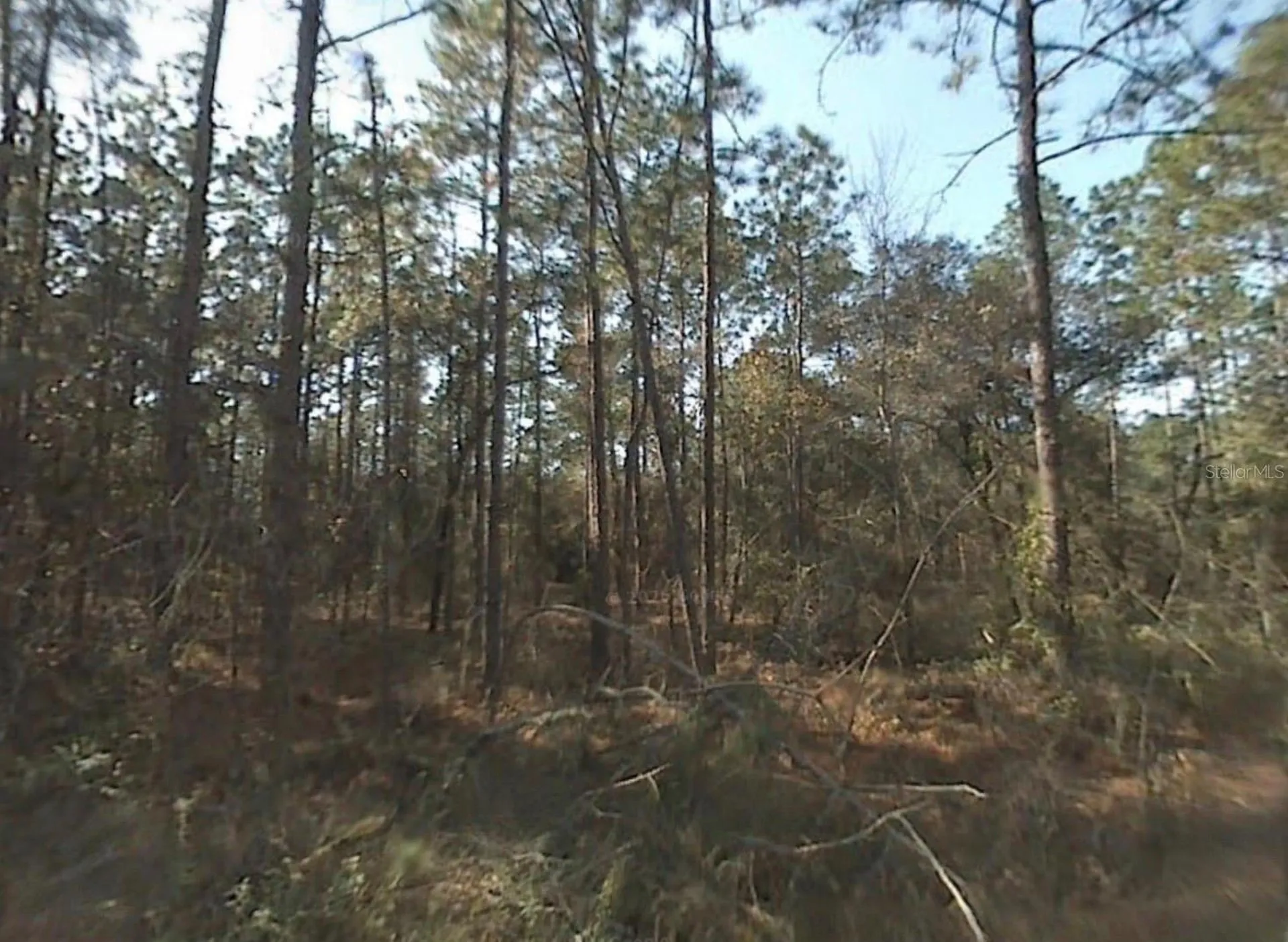 SW 175th Terrace Dunnellon FL 34432