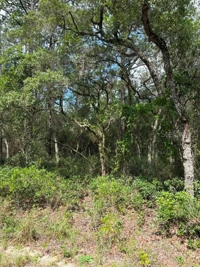 Tba SW Winding Hills Road Dunnellon FL 34431