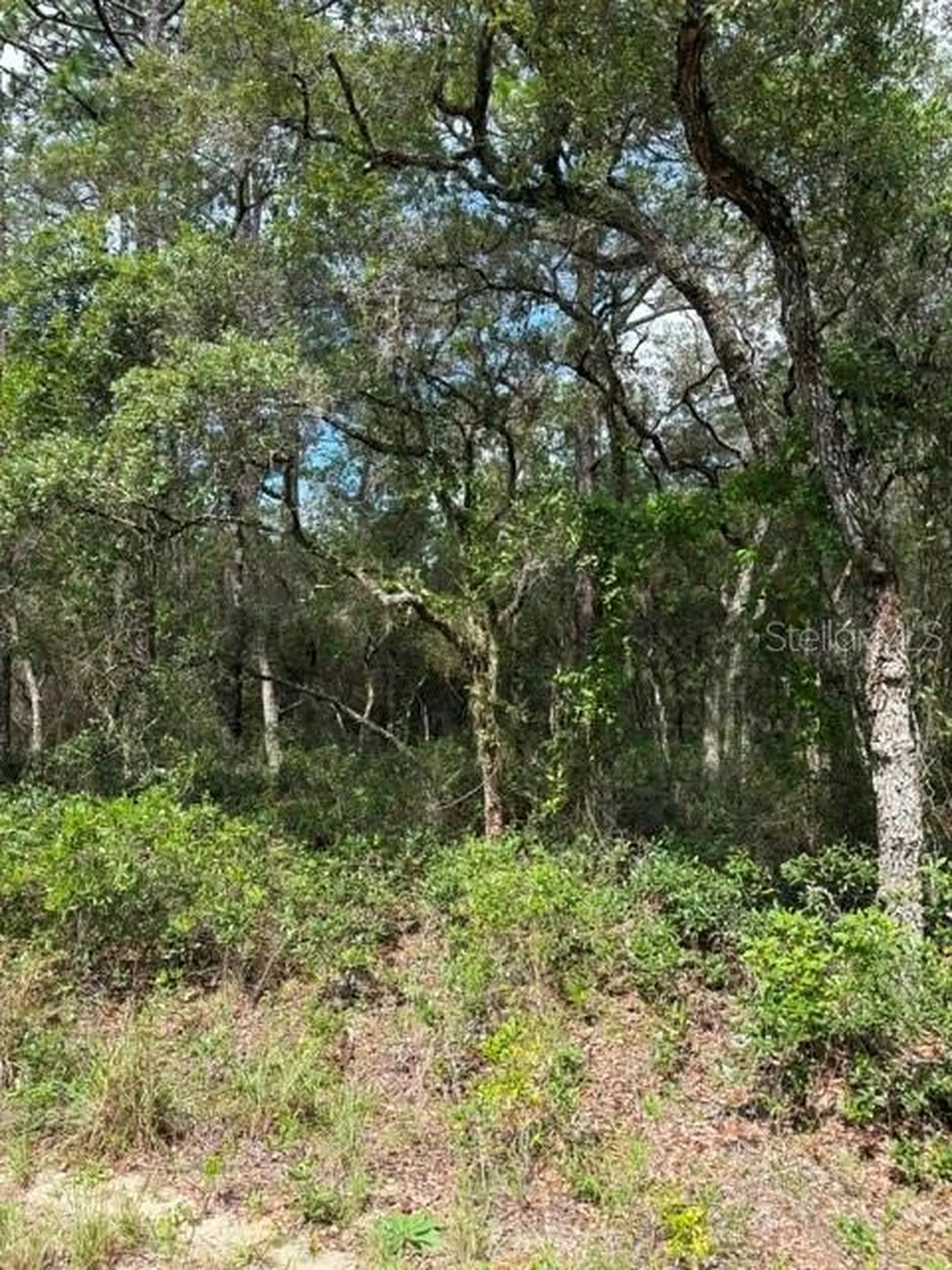 Tba SW Winding Hills Road Dunnellon FL 34431