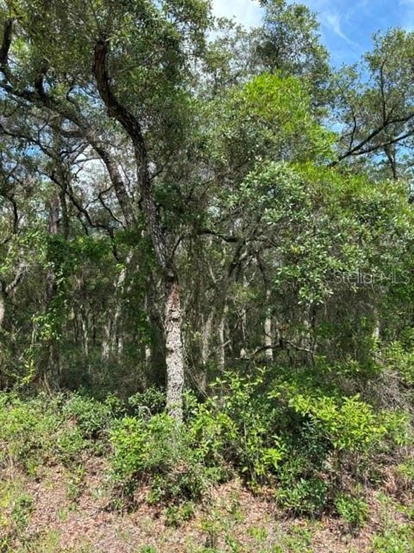 Tba SW Winding Hills Road Dunnellon FL 34431