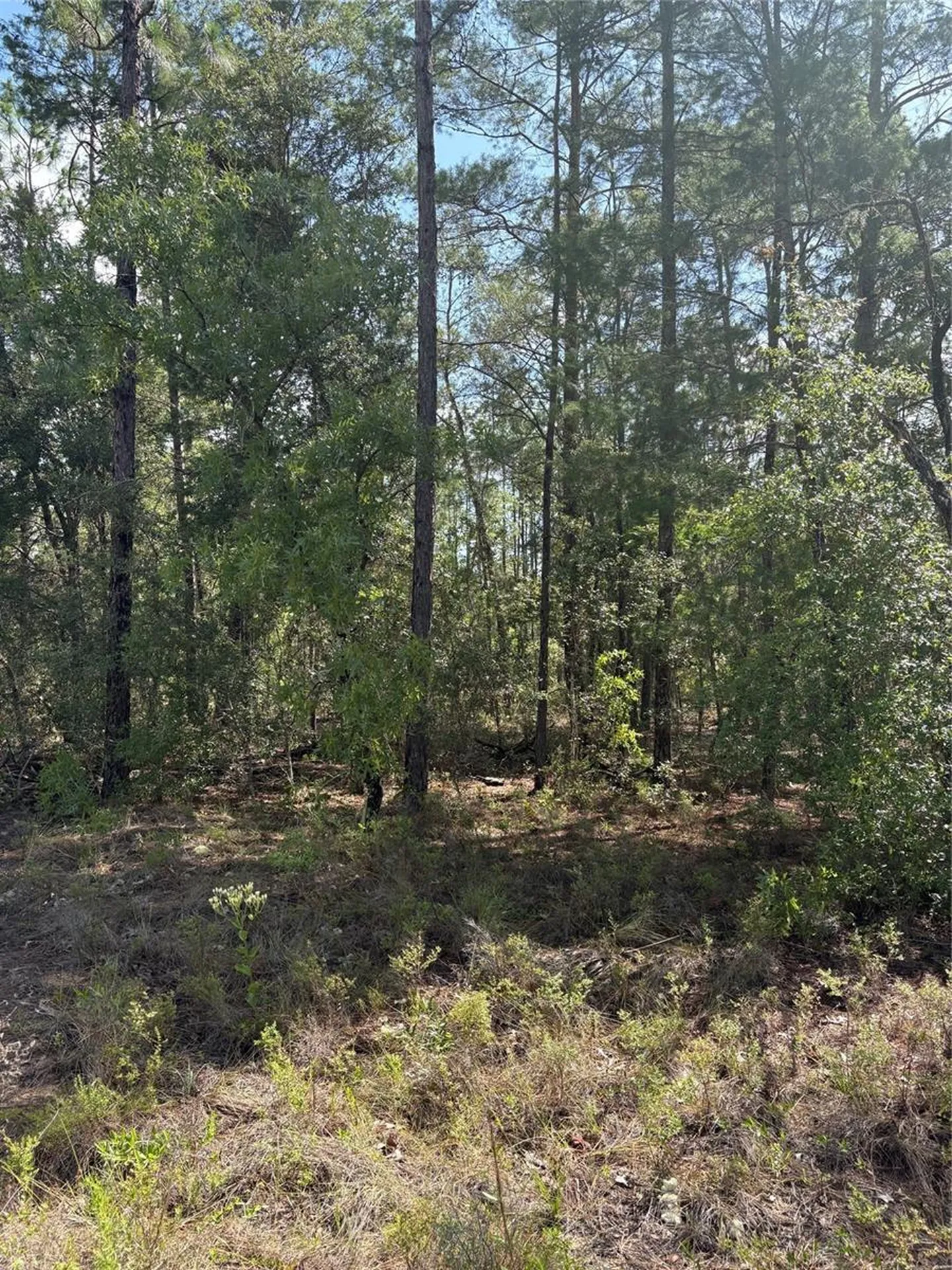 Tba Redwing Road Dunnellon FL 34431