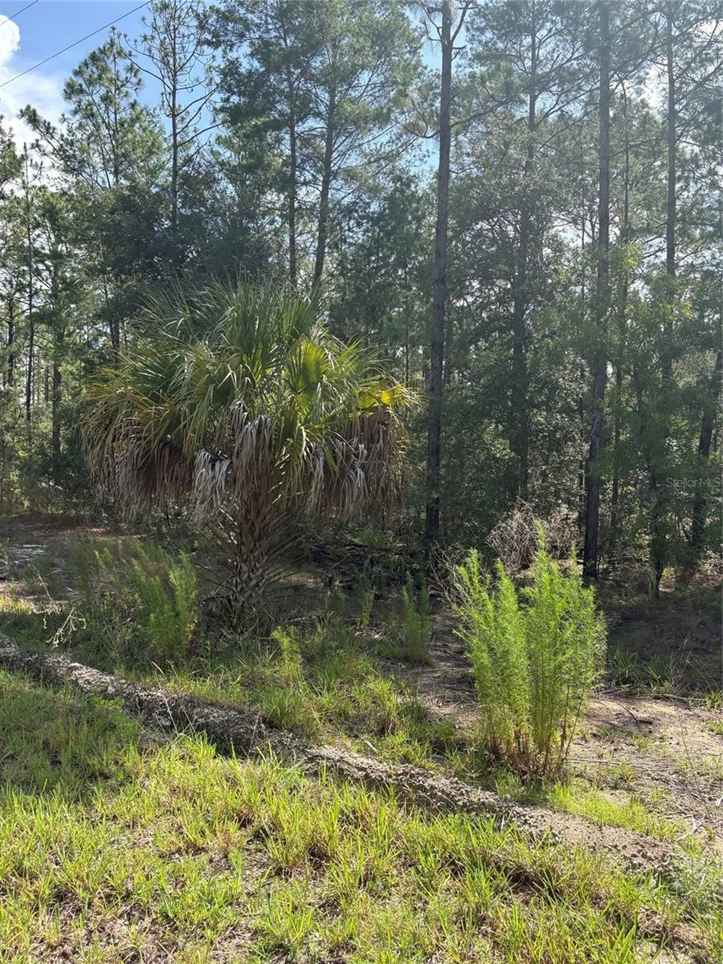 Tba Redwing Road Dunnellon FL 34431