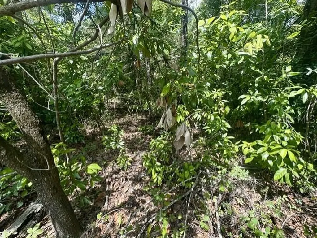 284TH Street Branford FL 32008