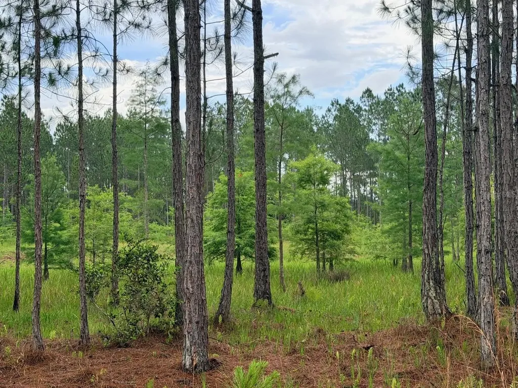 790 NW 42 Terrace Chiefland FL 32626