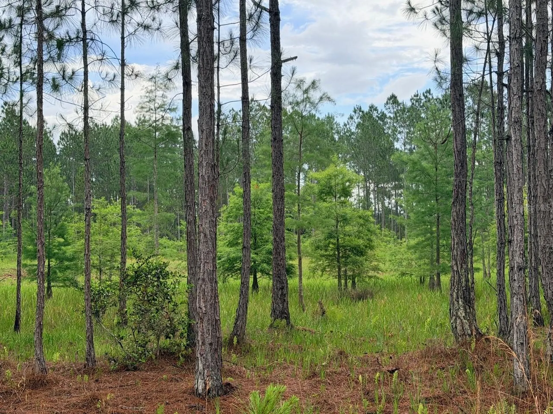790 NW 42 Terrace Chiefland FL 32626