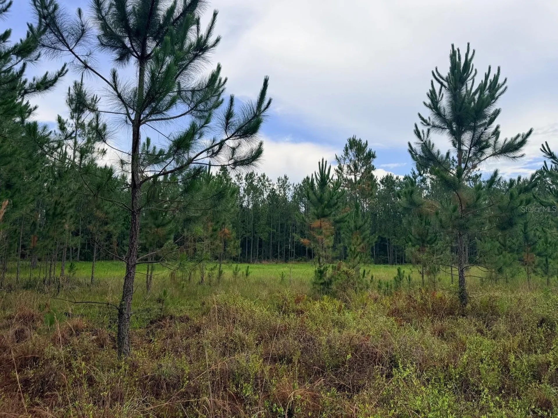 790 NW 42 Terrace Chiefland FL 32626