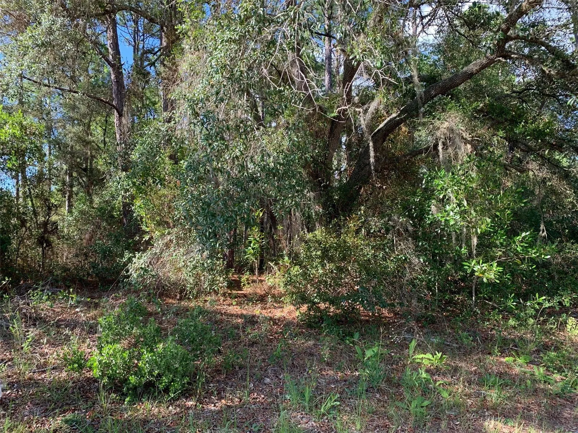 4081 W Findlay Street Dunnellon FL 34433
