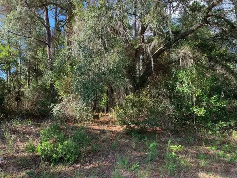 4081 W Findlay Street Dunnellon FL 34433
