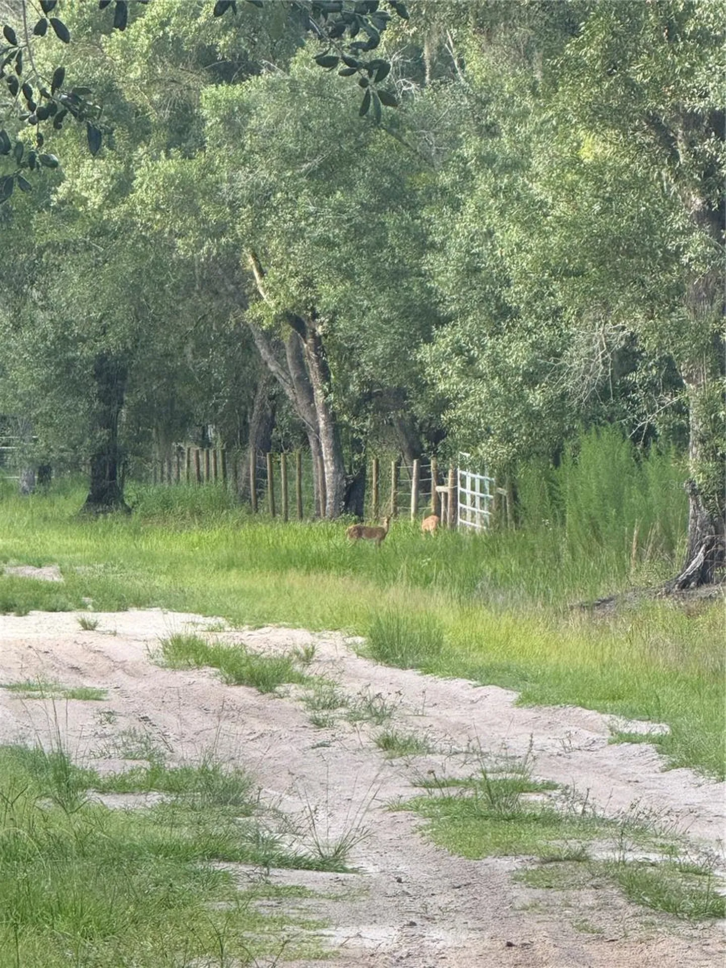 SE Brown Road Arcadia FL 34266