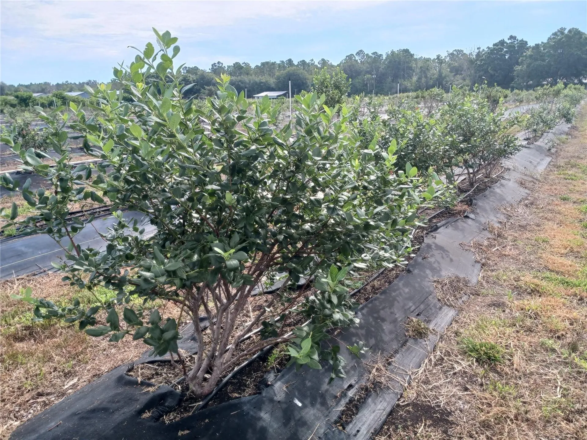 3515 Pineview Drive Sebring FL 33870
