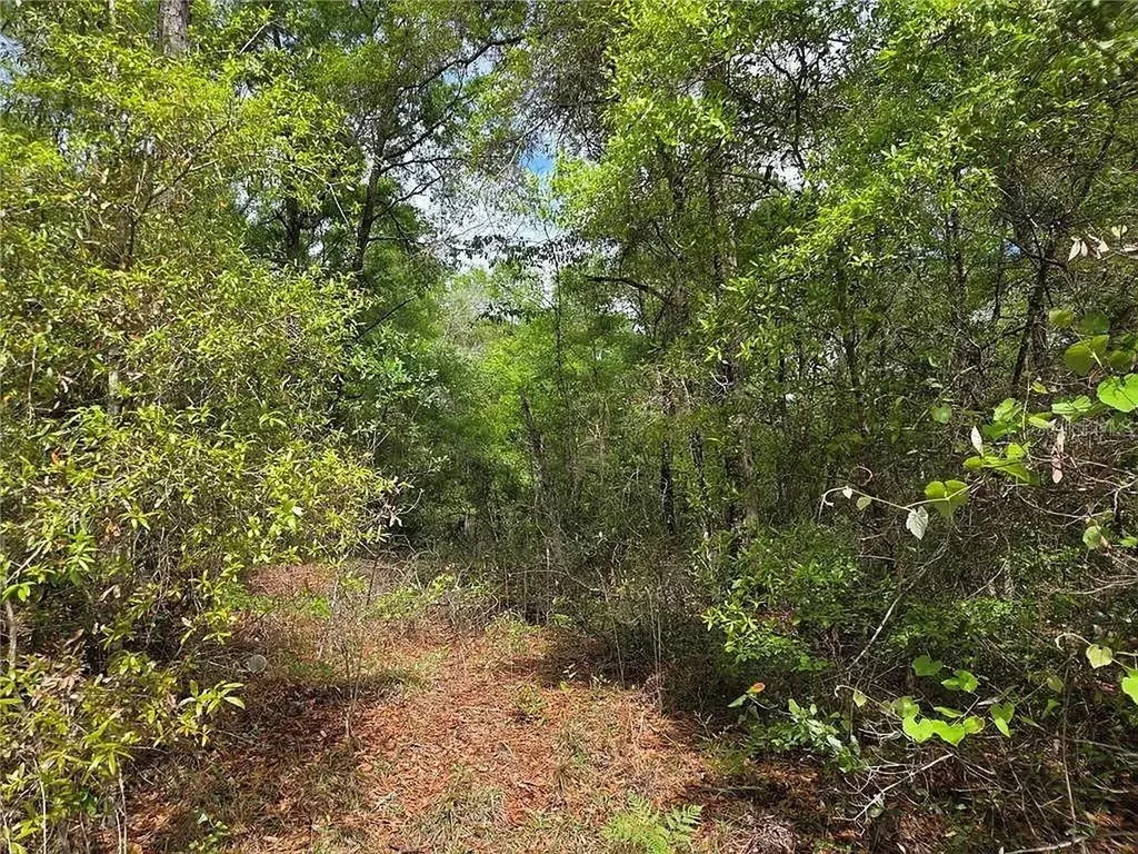 Lots 4 & 5 NW 56th Street Chiefland FL 32626