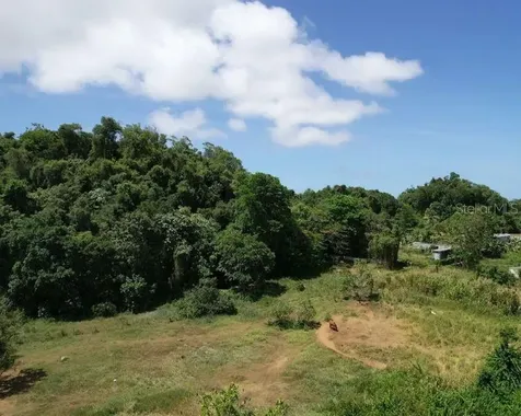 Bo. Dominguito, Sector Los Colonos, Arecibo PR 00612