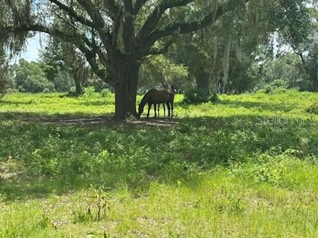 14854 NE Jacksonville Road Citra FL 32113