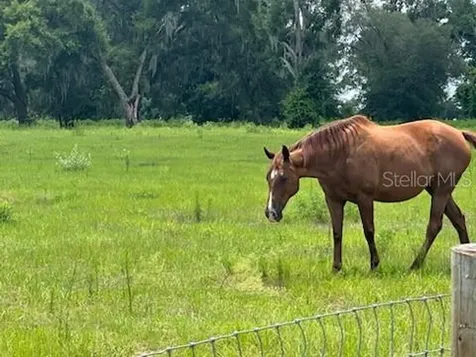 14854 NE Jacksonville Road Citra FL 32113