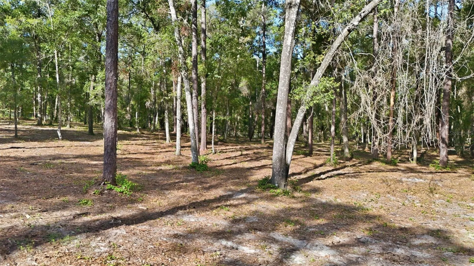5230 S Robert Blake Avenue Inverness FL 34452
