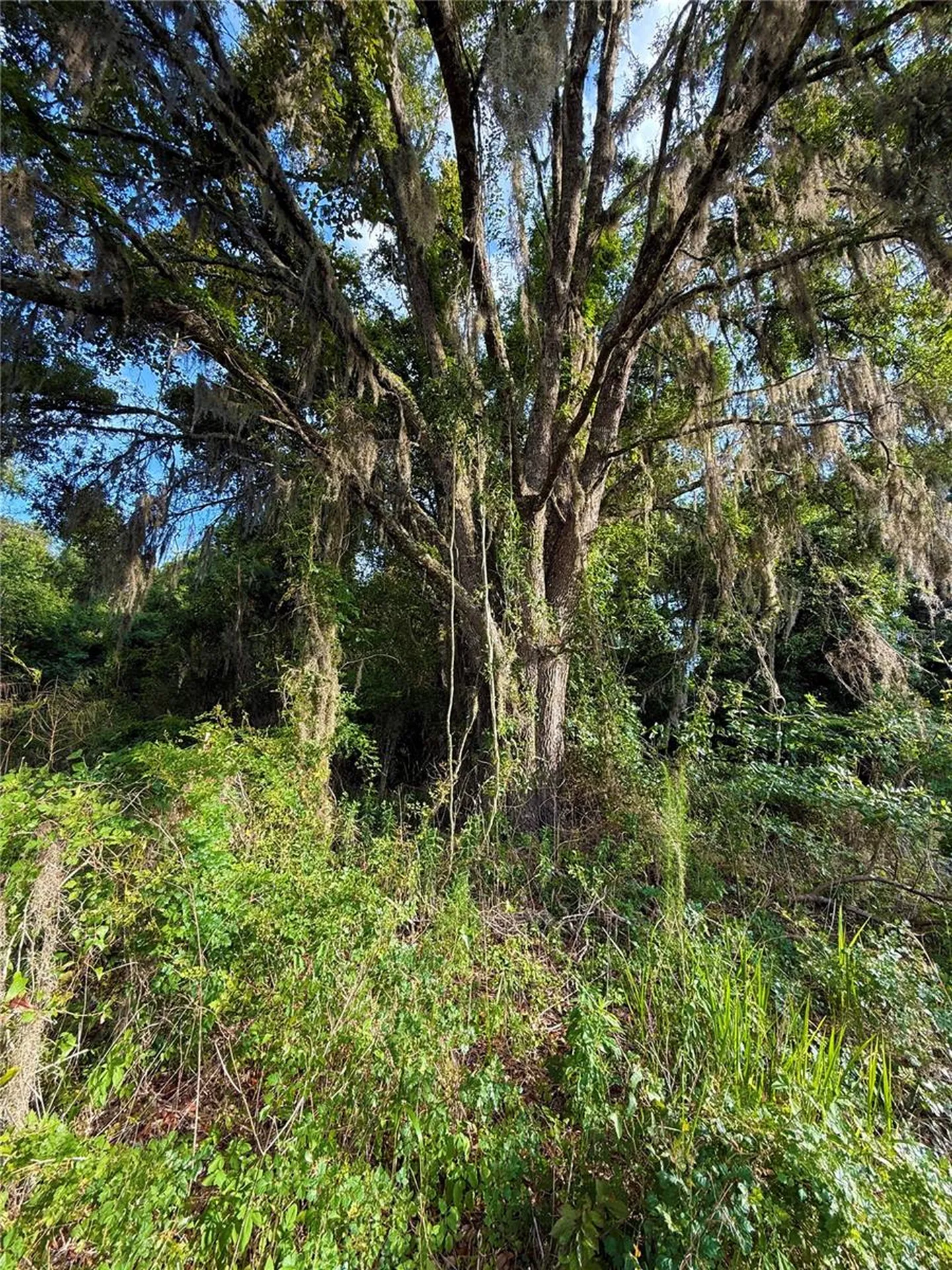 000 NW 68 Terrace Chiefland FL 32626