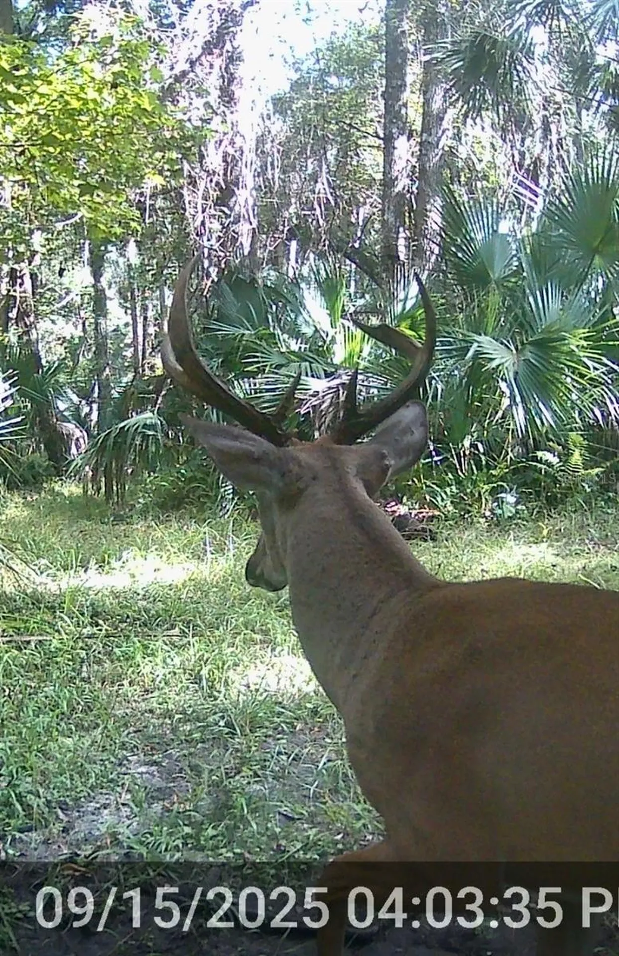 32839 Webbs Way Sorrento FL 32776