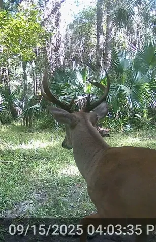 32839 Webbs Way Sorrento FL 32776