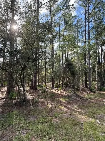 207 Ocala Court Georgetown FL 32139