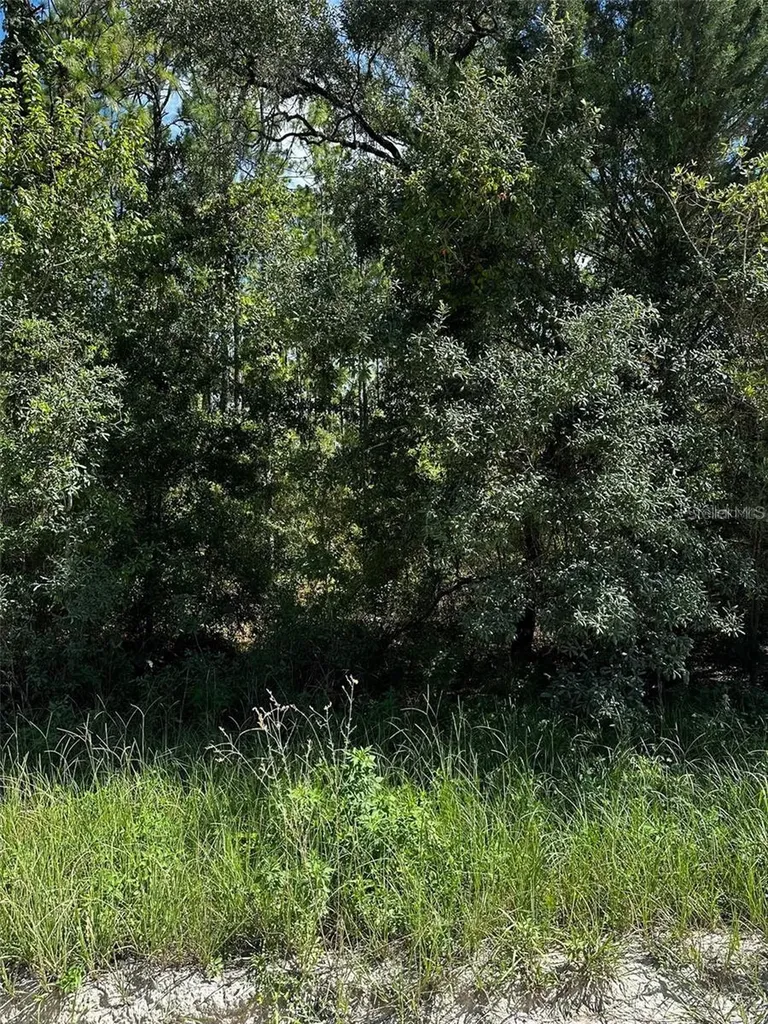 Xx SE 21st Place Williston FL 32696