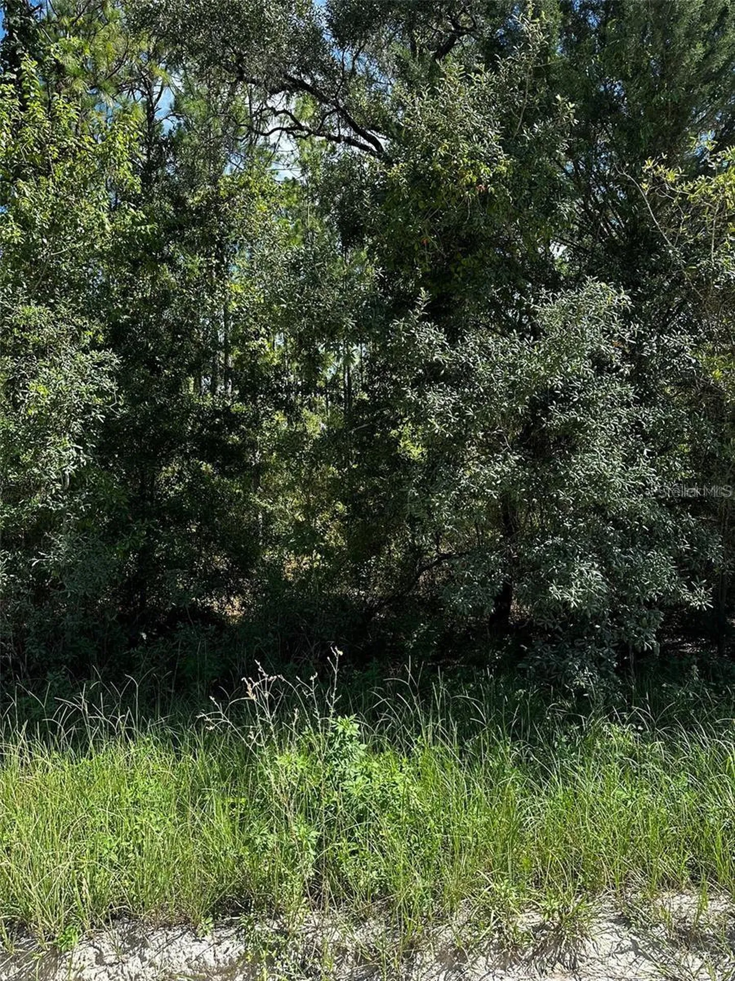 Xx SE 21st Place Williston FL 32696