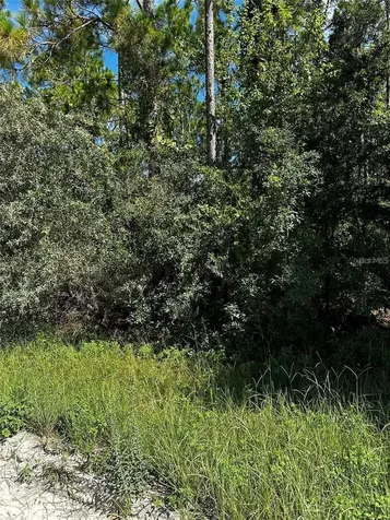 Xx SE 21st Place Williston FL 32696