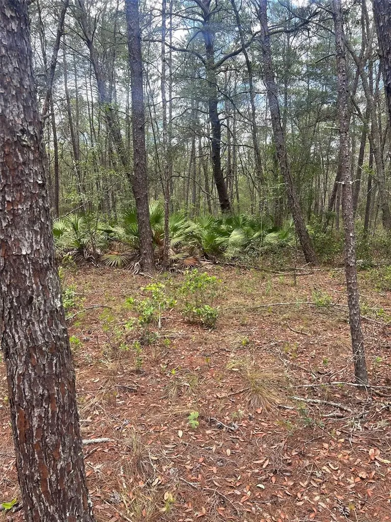 Neilson Avenue Interlachen FL 32148