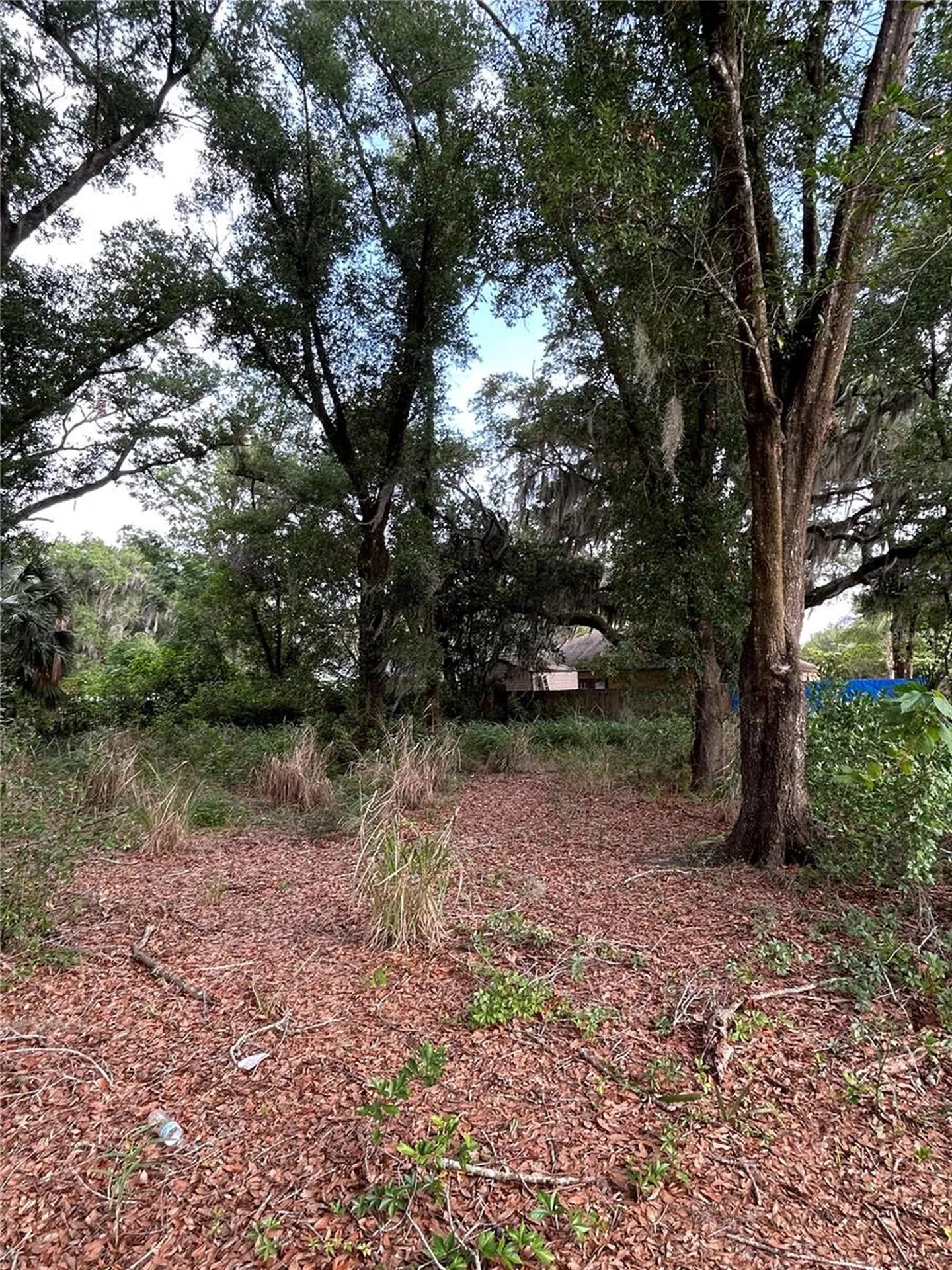 Palmetto Street Eustis FL 32726