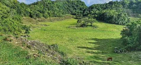 Carr 626 Bo Calichoza Arecibo PR 00613
