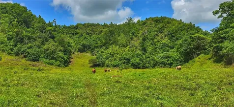 Carr 626 Bo Calichoza Arecibo PR 00613