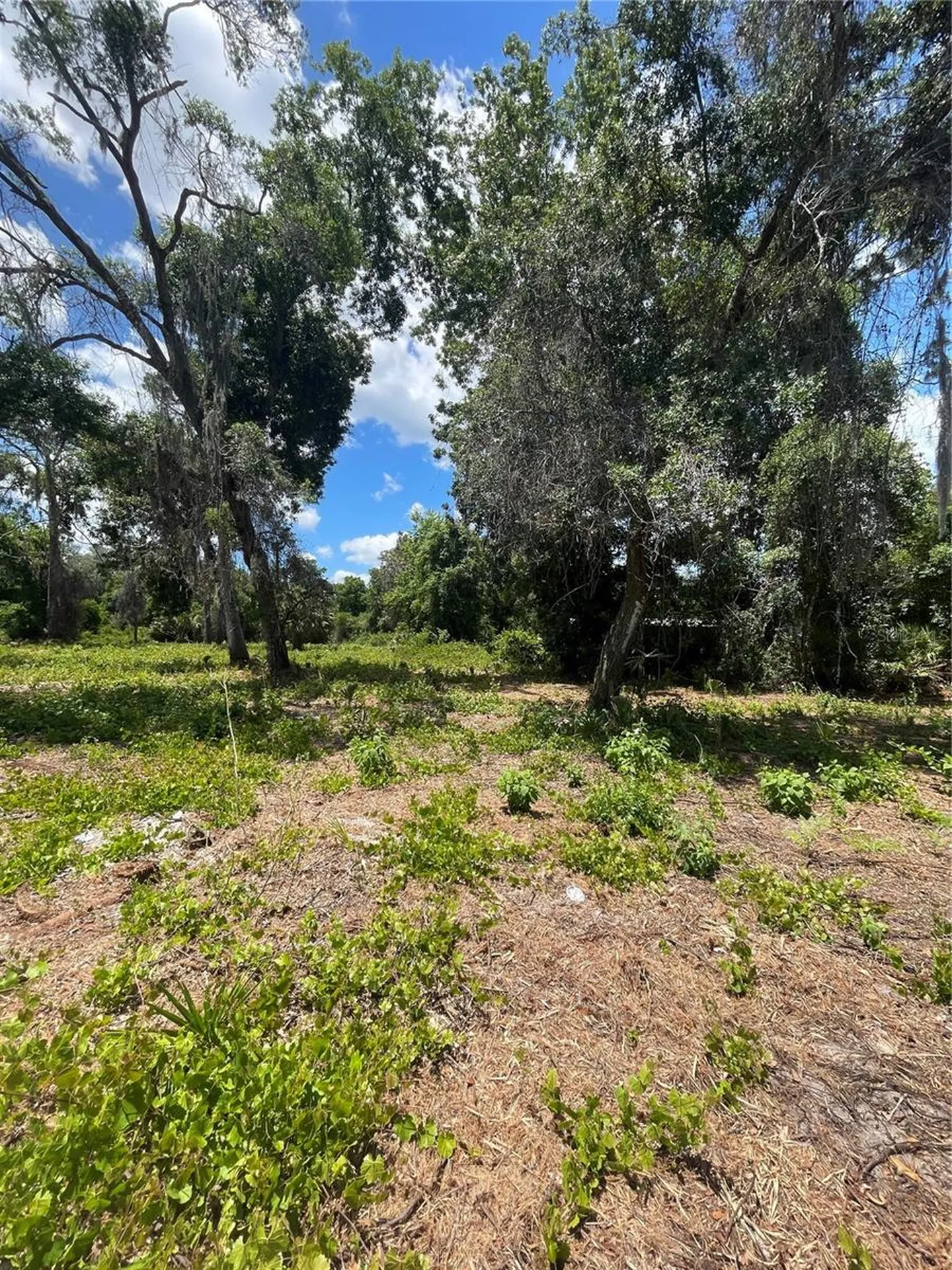 County Road 42 Umatilla FL 32784