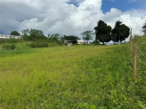 Juncos PR 00777