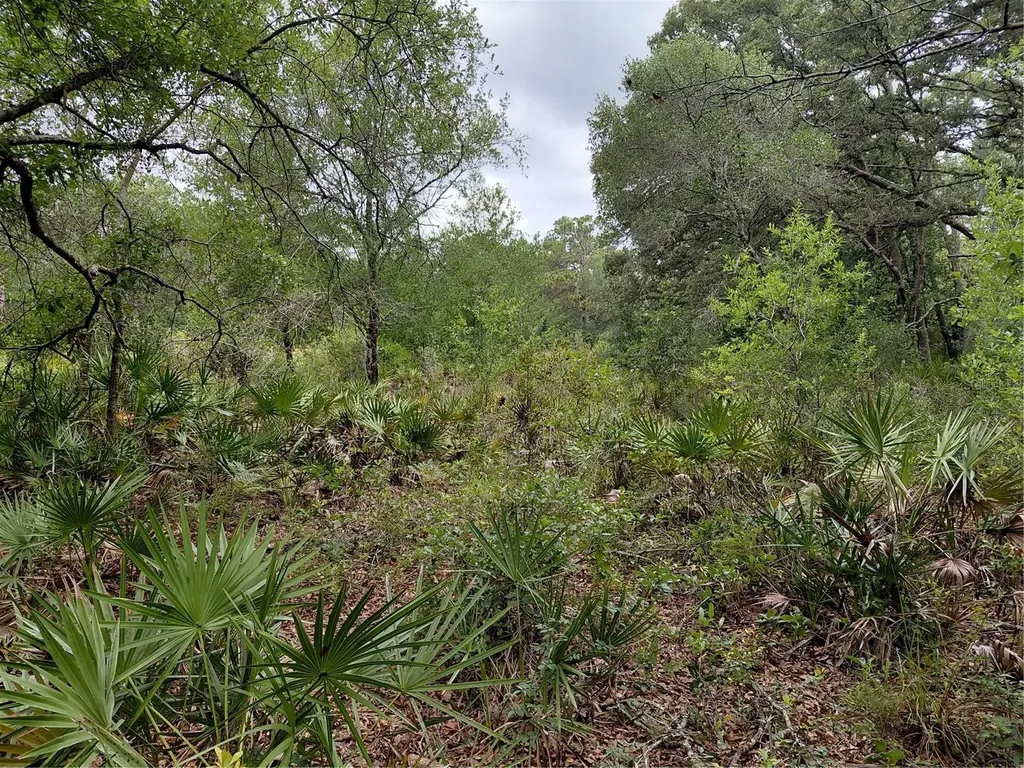 Peanut Drive Webster FL 33597