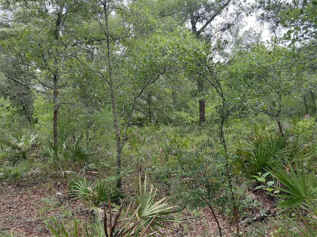 Peanut Drive Webster FL 33597