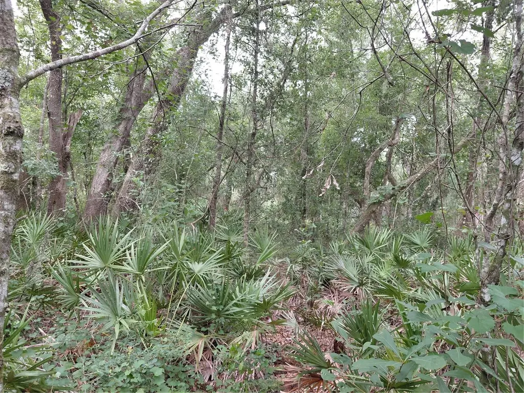 Peanut Drive Webster FL 33597