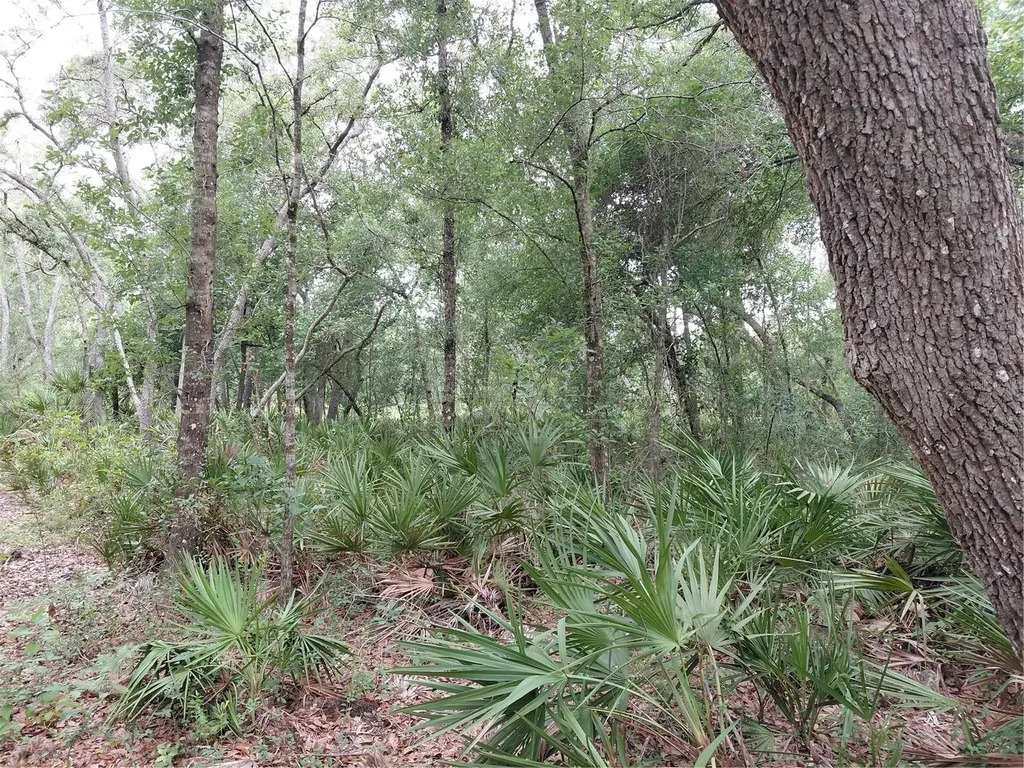Peanut Drive Webster FL 33597