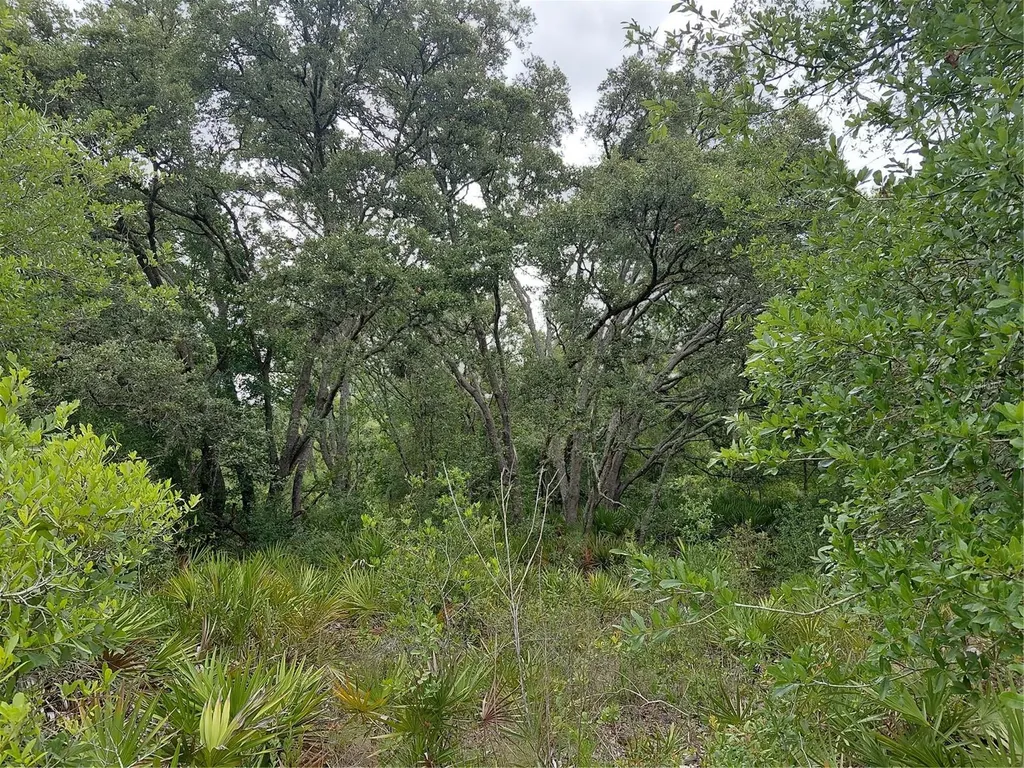 Peanut Drive Webster FL 33597