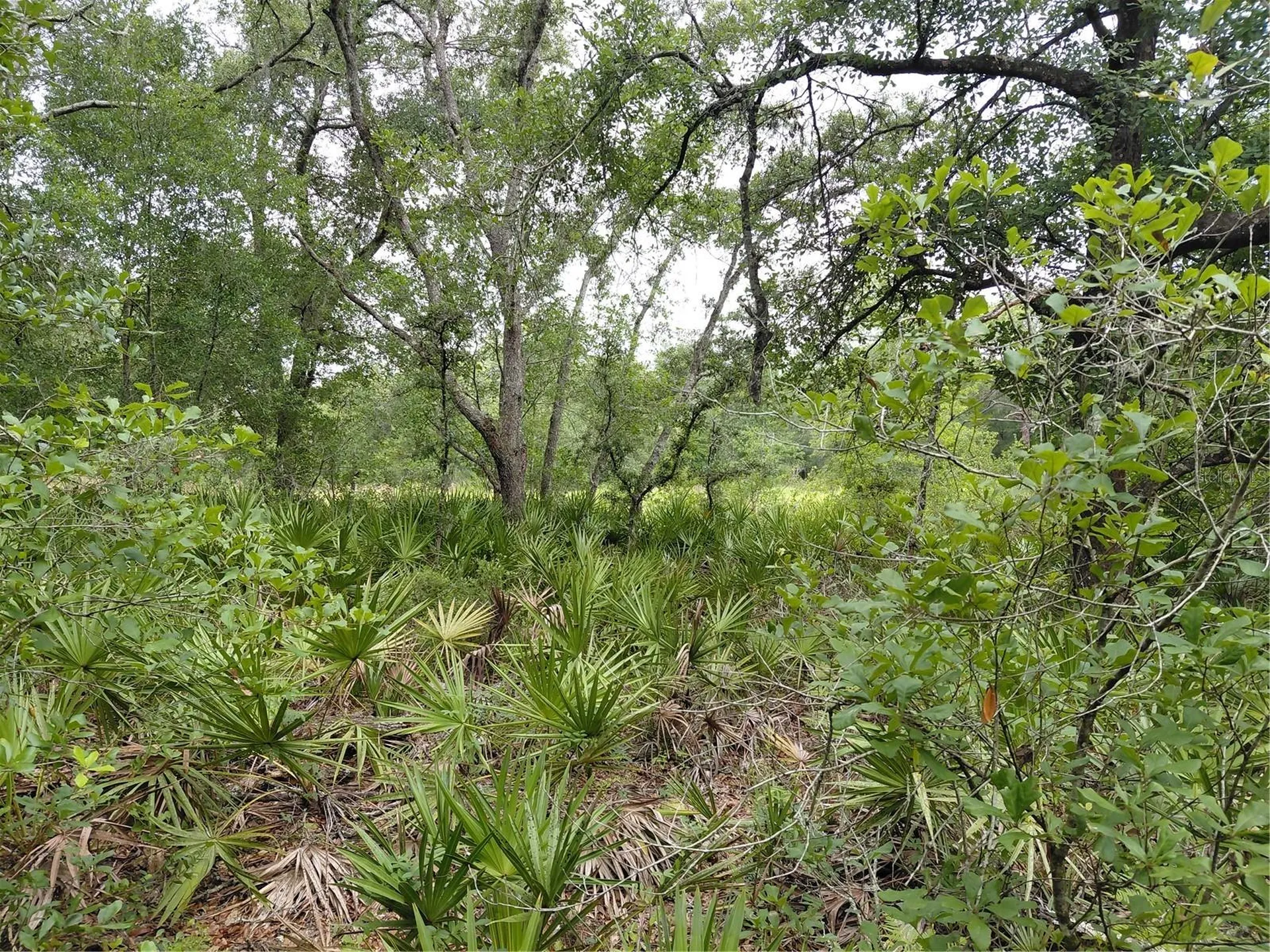 Peanut Drive Webster FL 33597