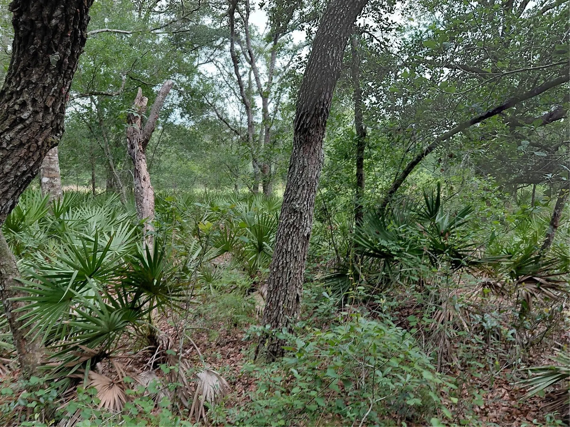 Peanut Drive Webster FL 33597