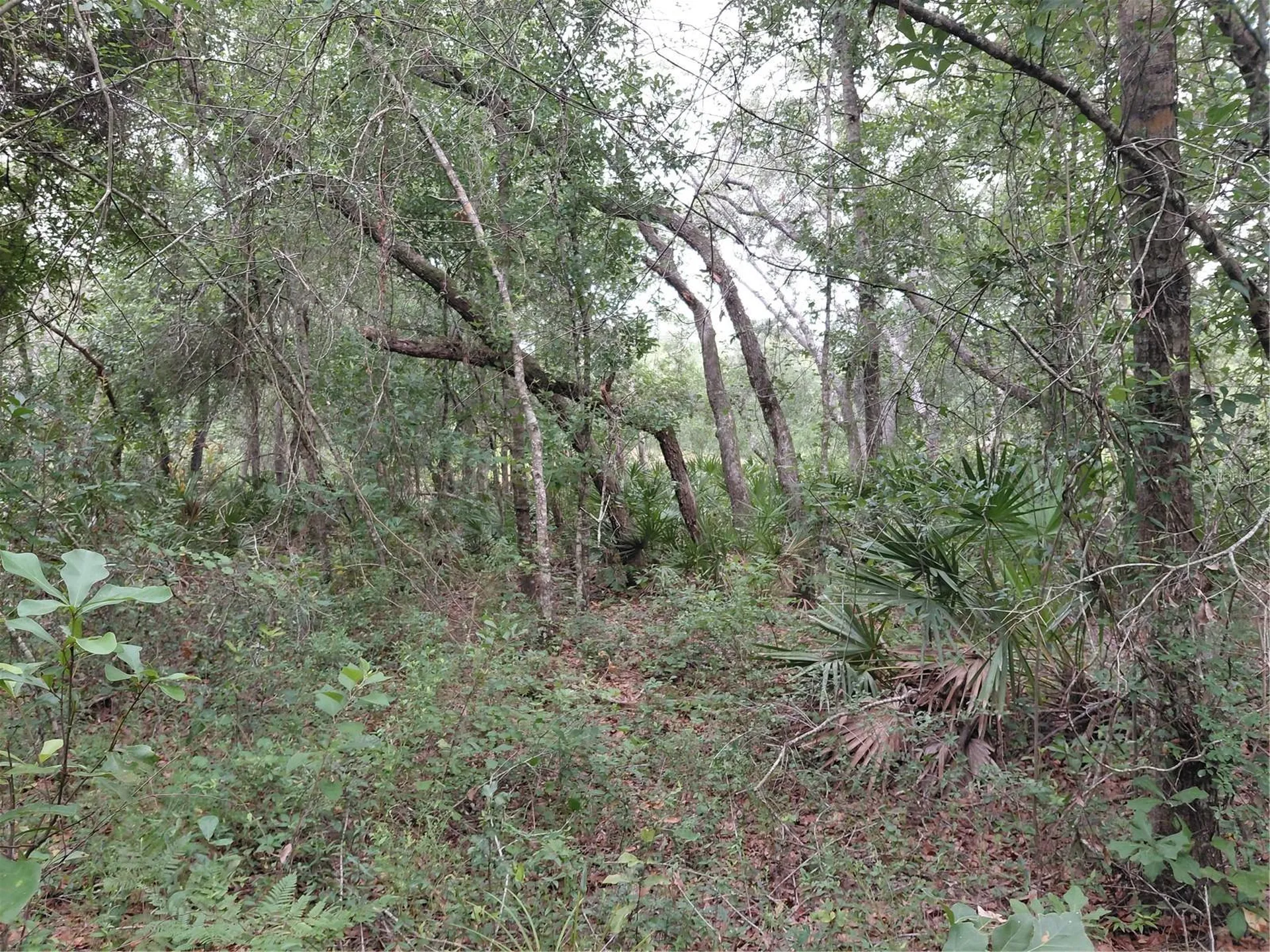 Peanut Drive Webster FL 33597