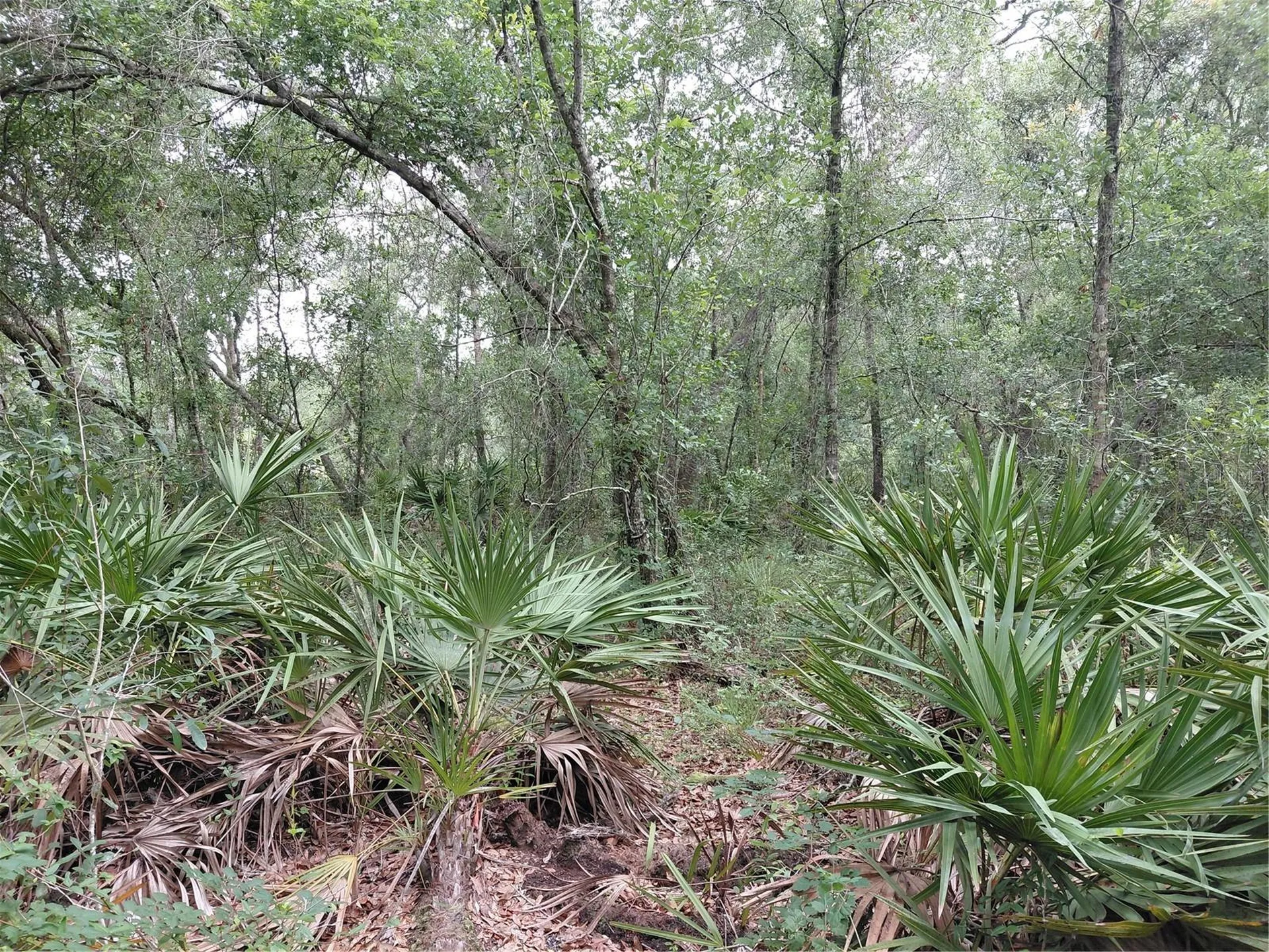 Peanut Drive Webster FL 33597